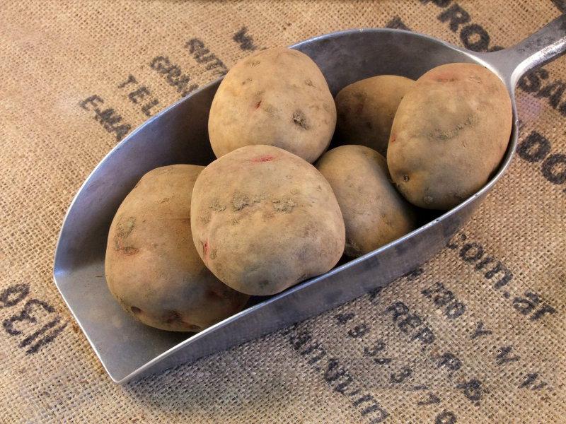 Potatoes - King Edward