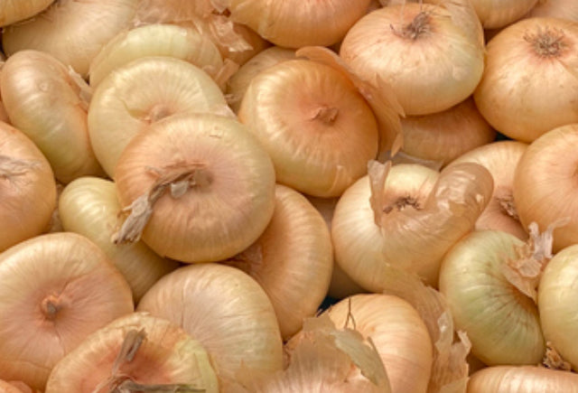 Cipollini Onion