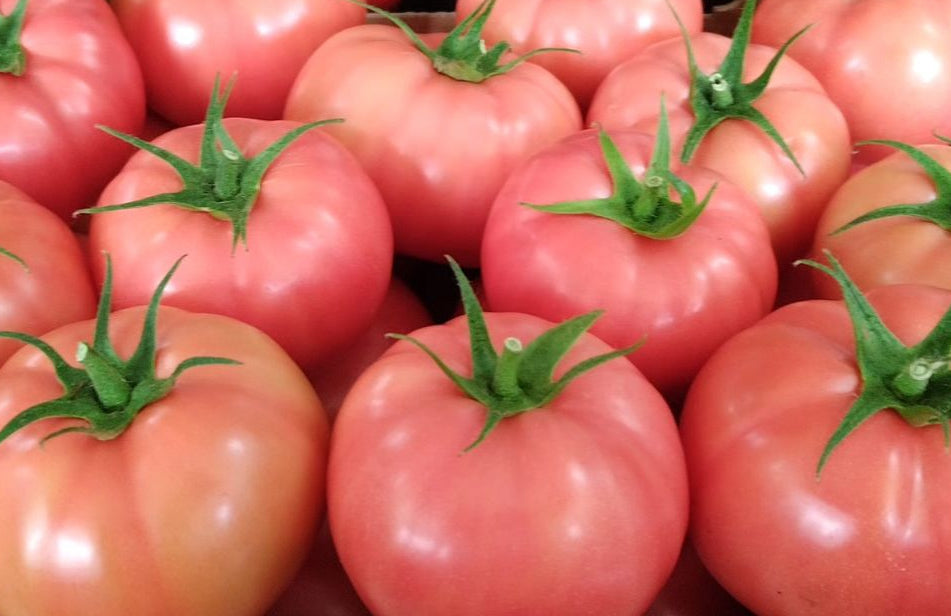 Tomatoes - Rose (Pink)