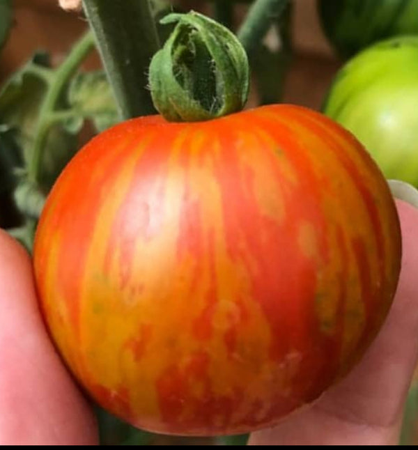 Tomatoes - Tiger