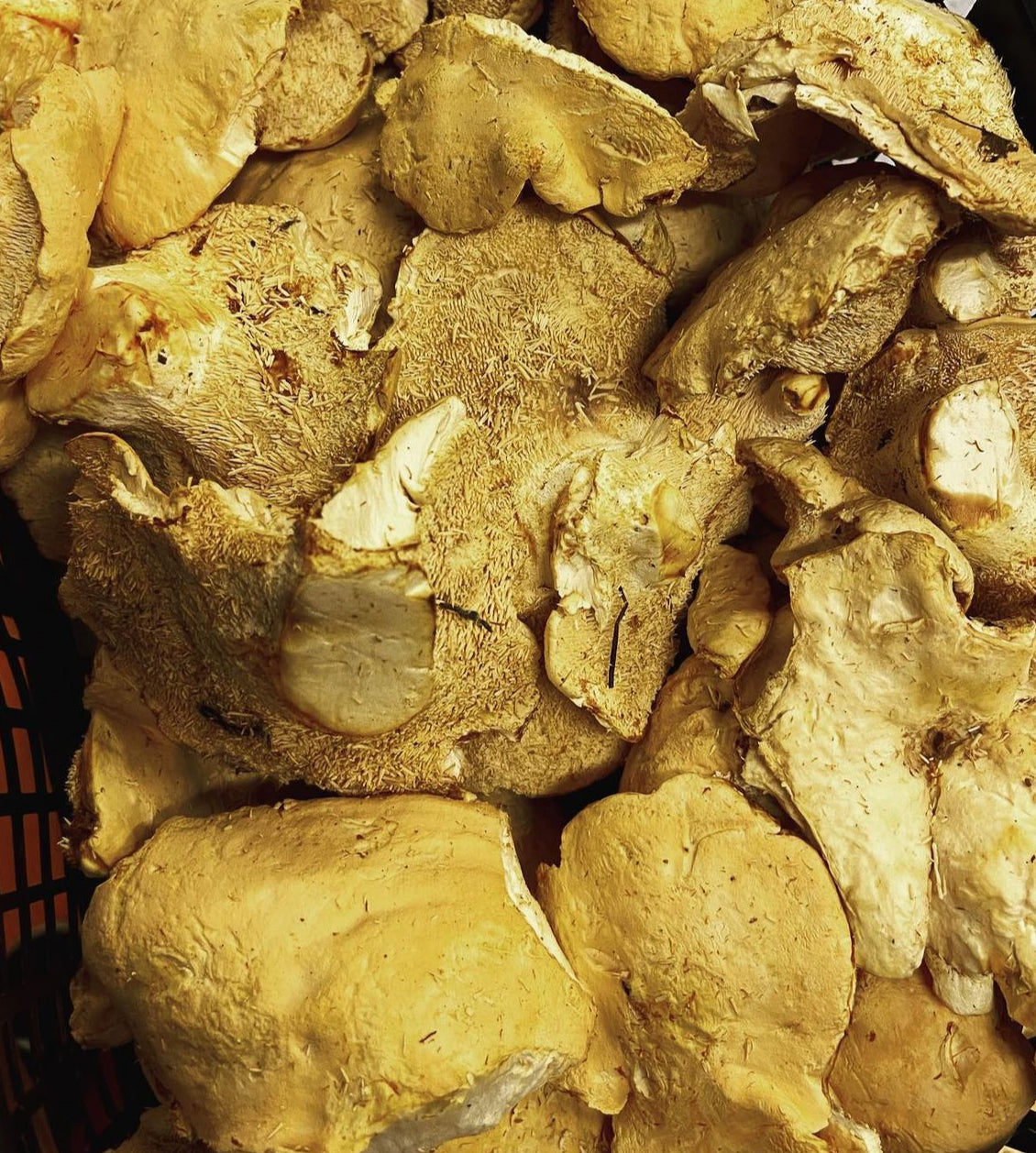 Mushrooms - Pied De Mouton