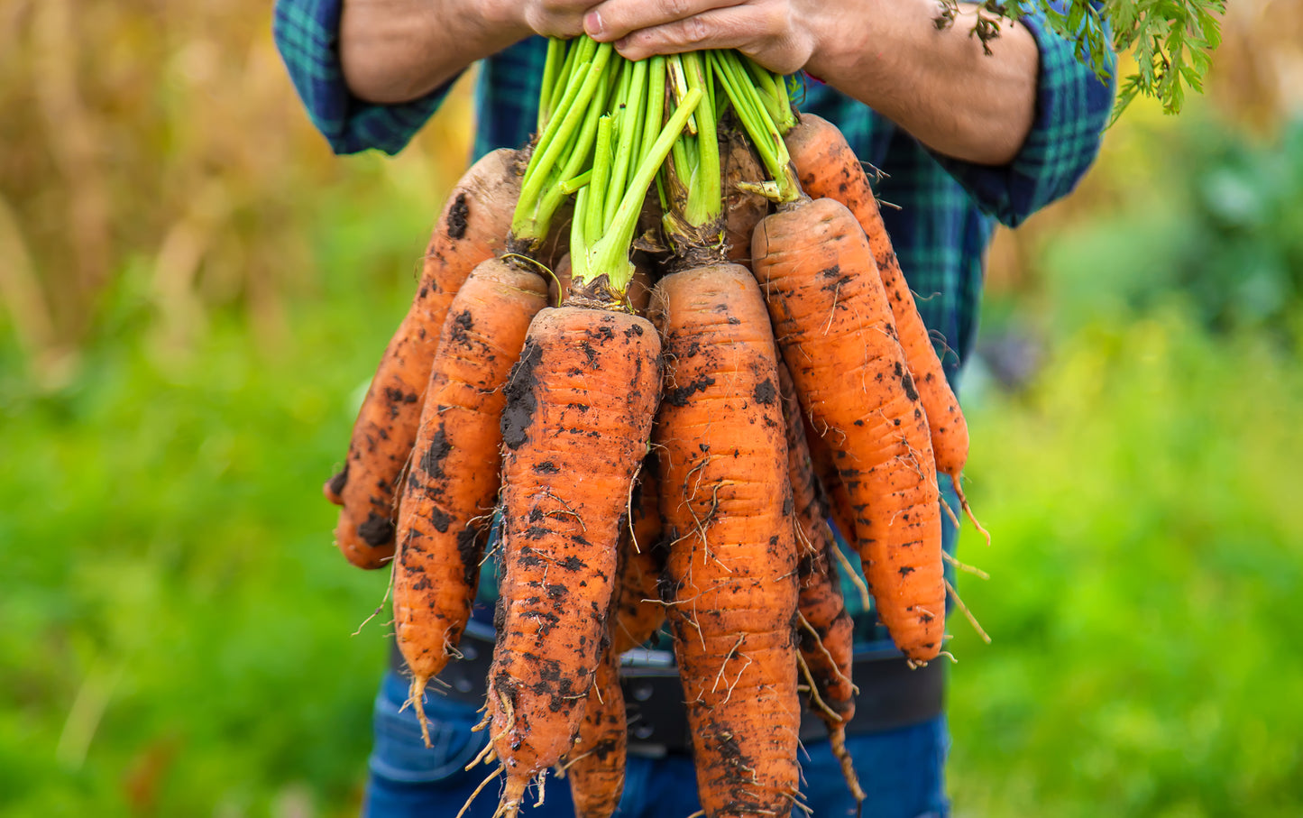 Carrots - Donkey