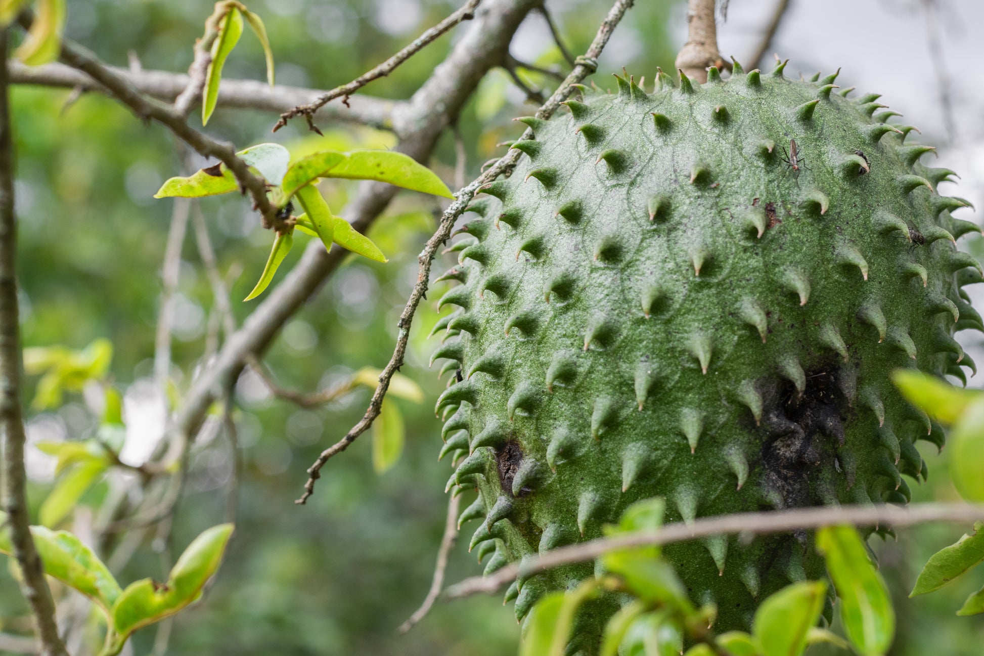 Soursop
