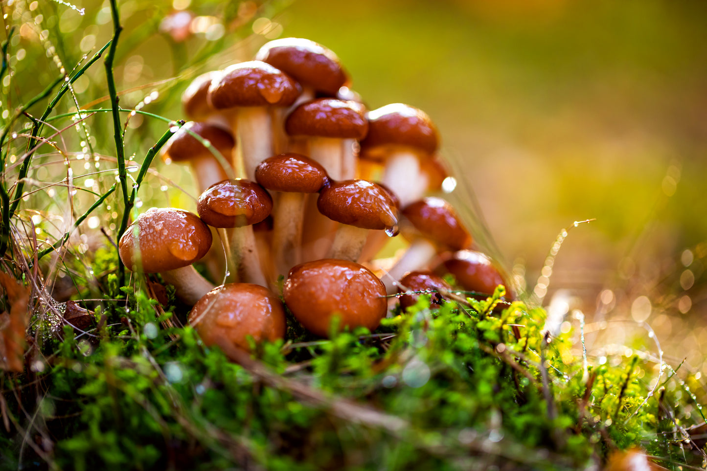 Pioppini Mushroom