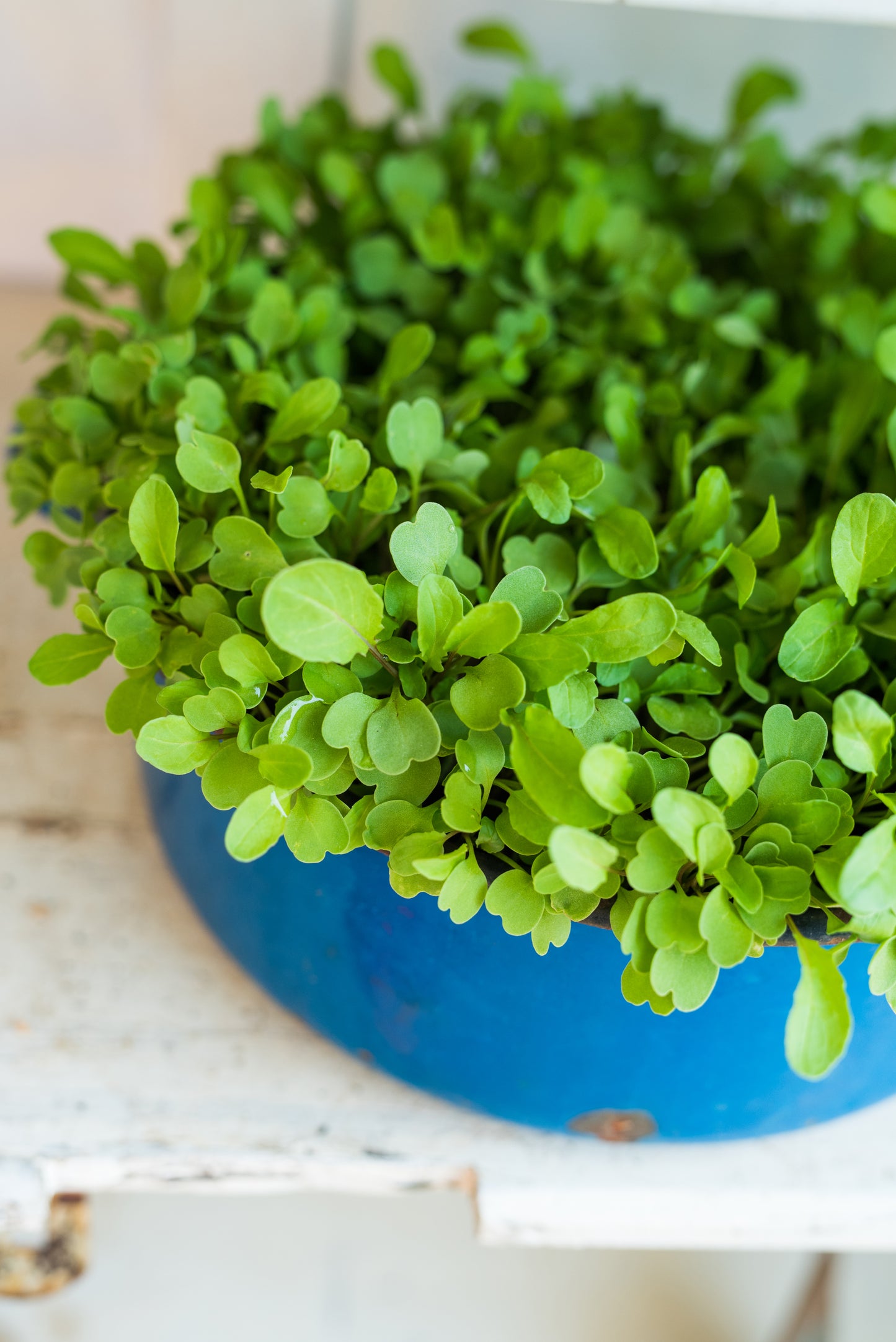 Micro Sage