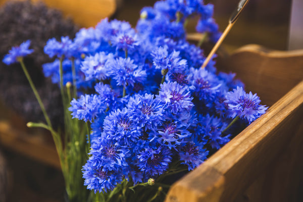 Flowers Edible - Cornflower Blue