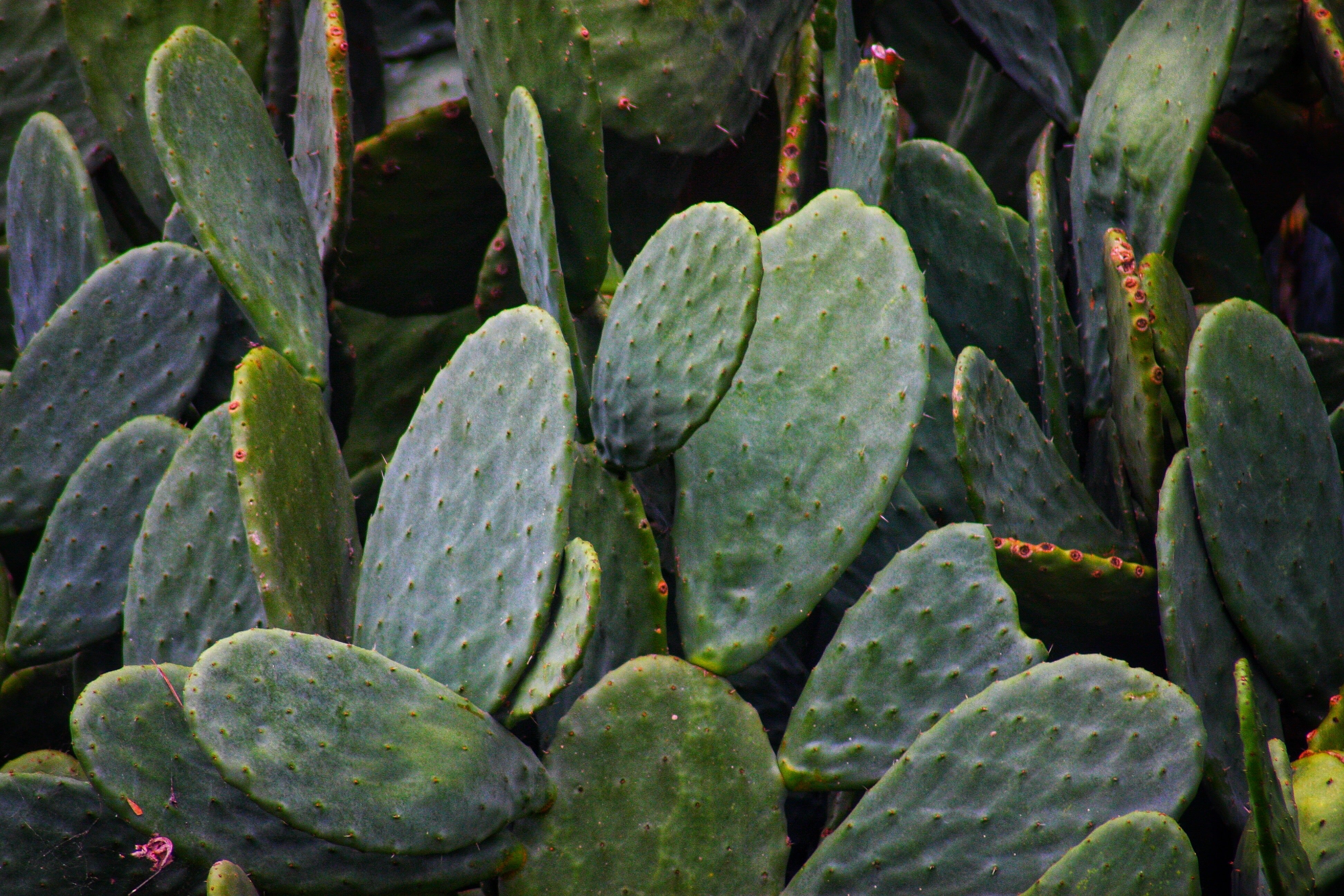 prickly pear cactus leaf Cactus