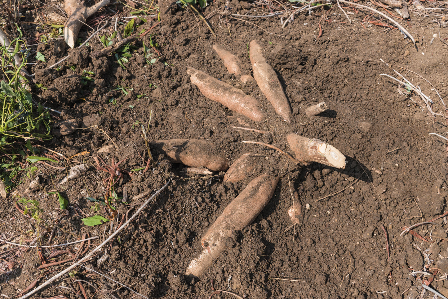 Heliantis - Root