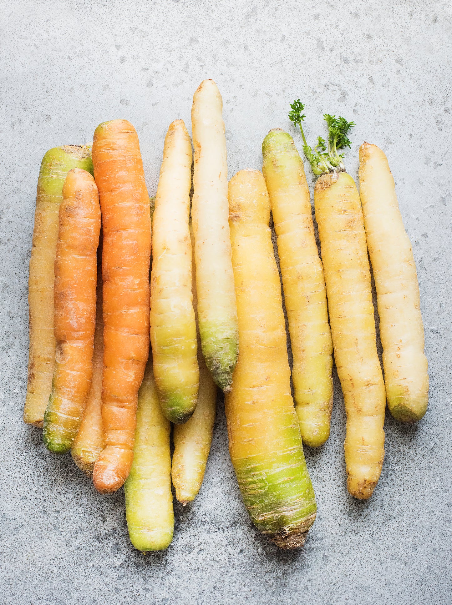 Carrot White