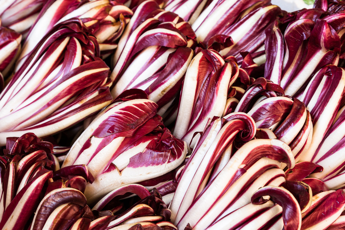 Lettuce - Treviso
