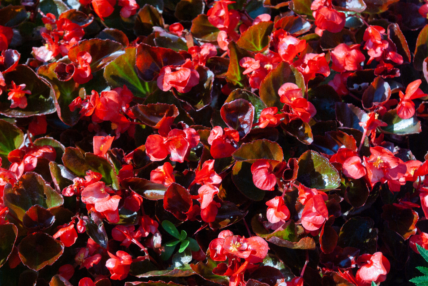Edible Flowers - Apple Blossom