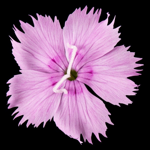 Flowers Edible - Dianthus