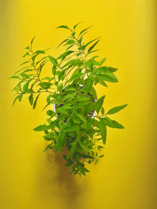 Micro Lemon Verbena