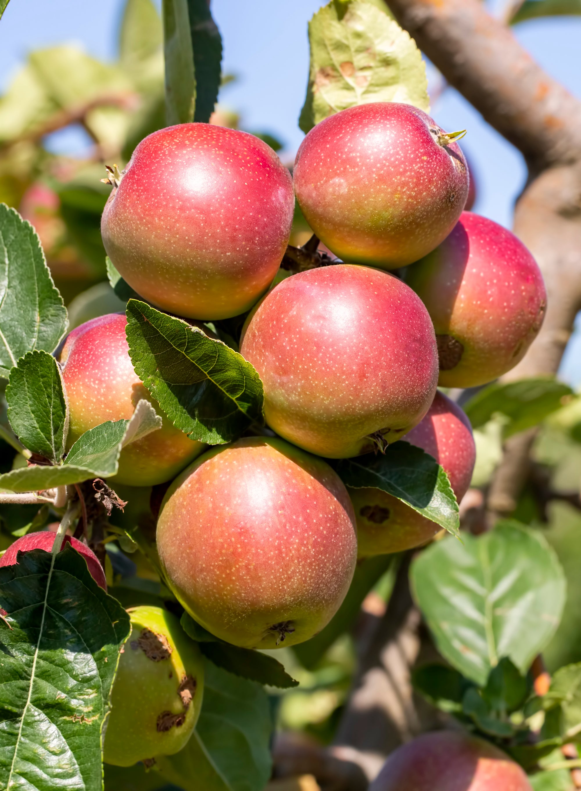 Apples - Fuji