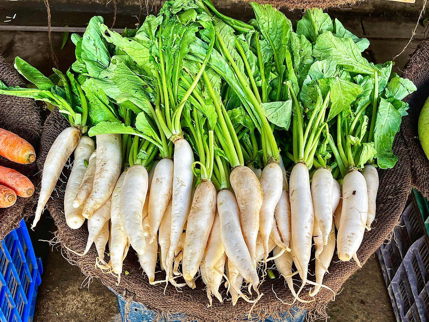 Mooli - White / Daikon Radish
