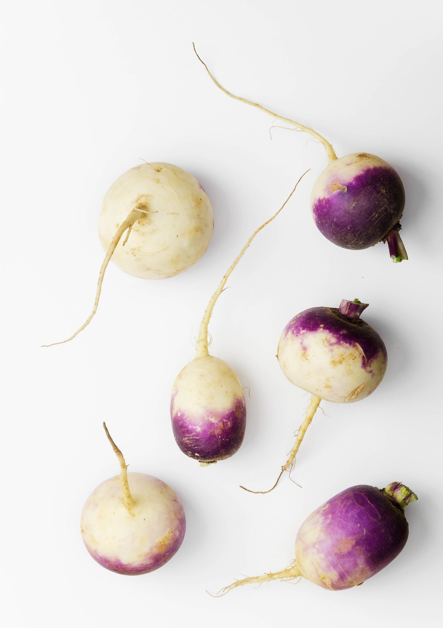 Turnip purple top