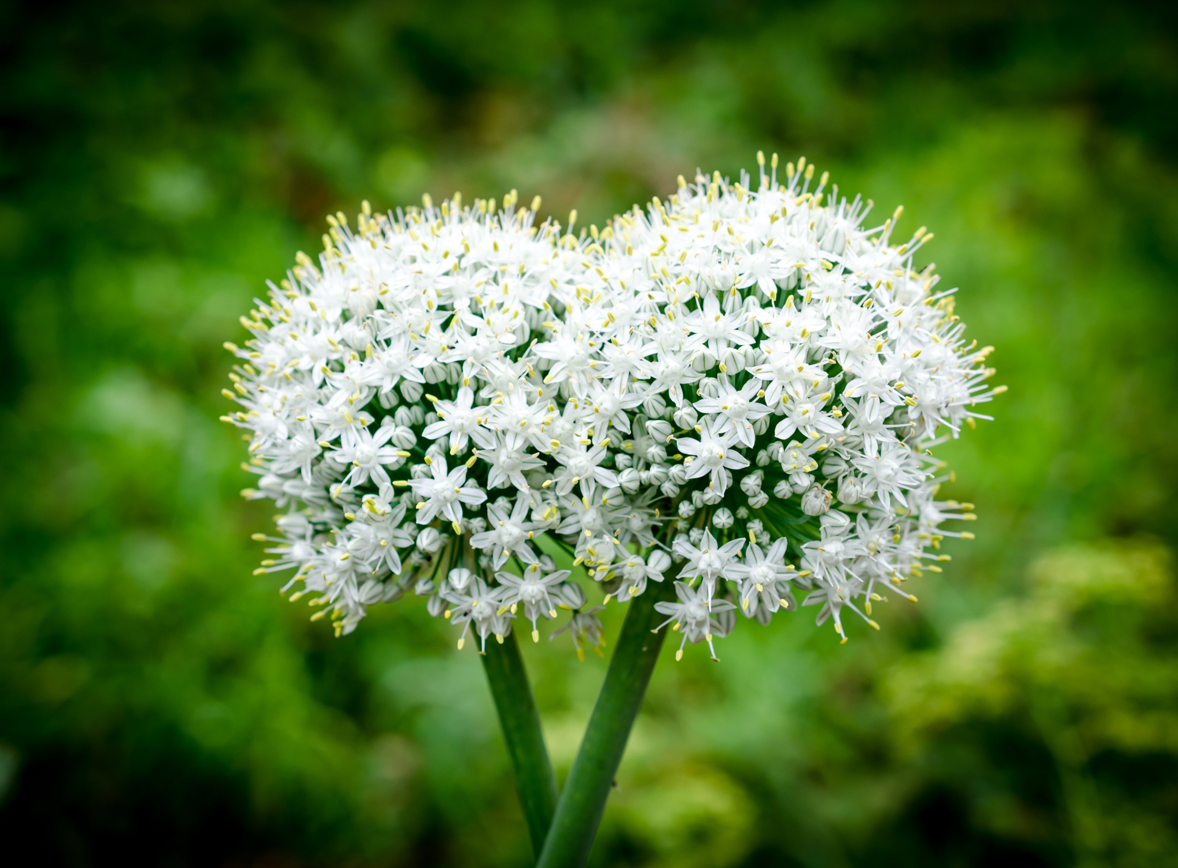 garlic plant flower Garlic Flower – Farmford & Co