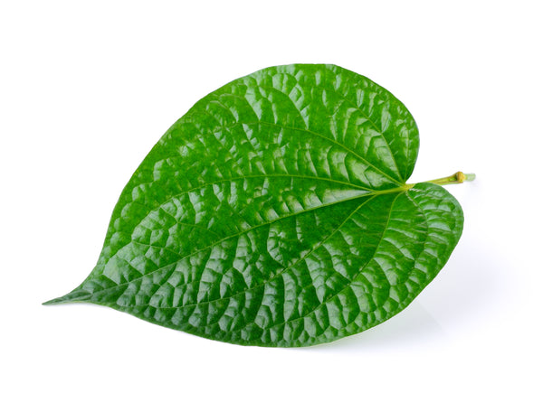 Micro Betel Leaf