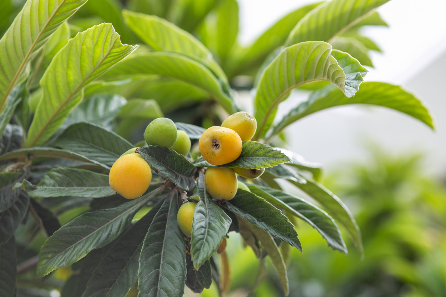 Loquats