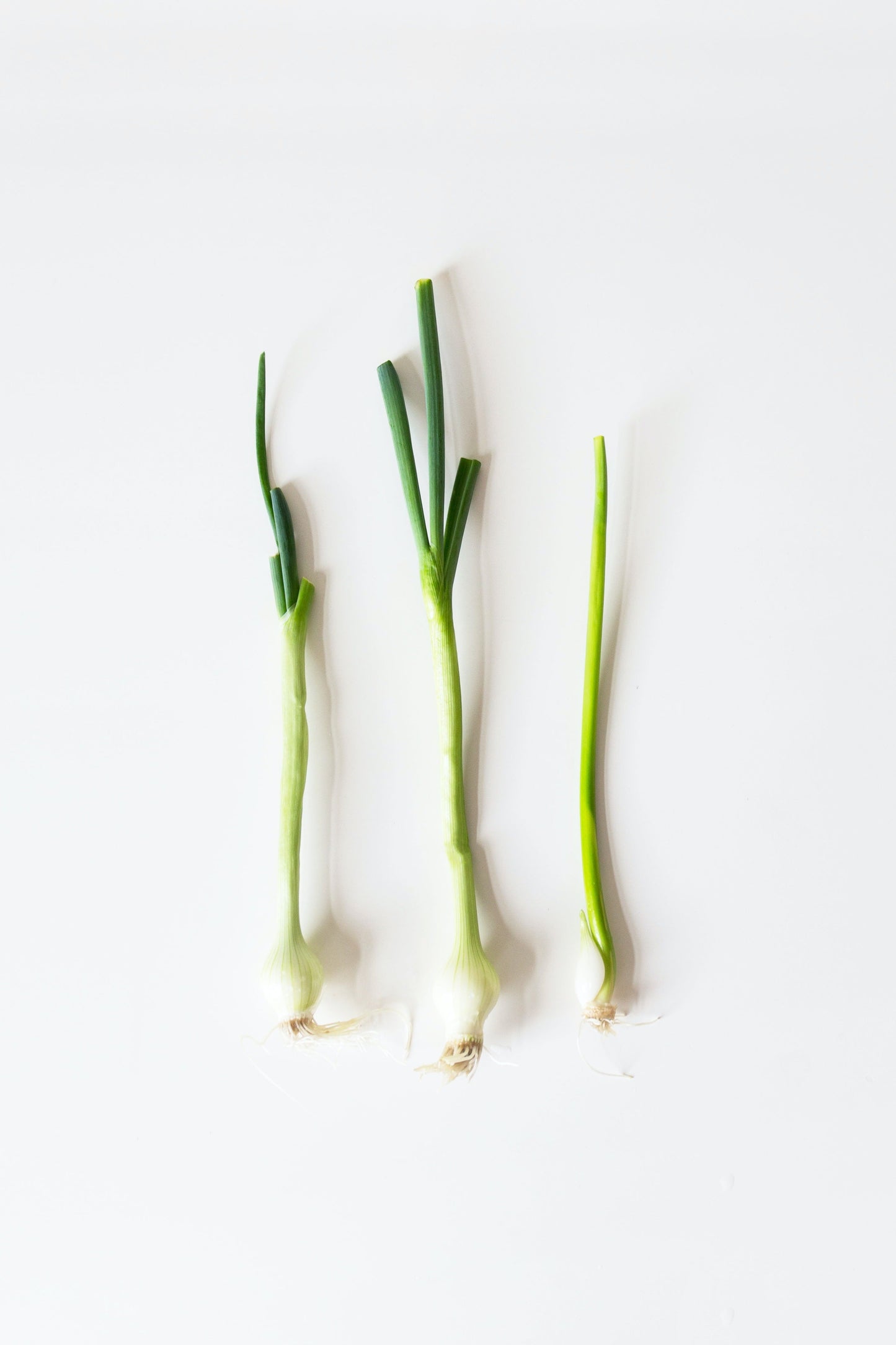 Spring Onions