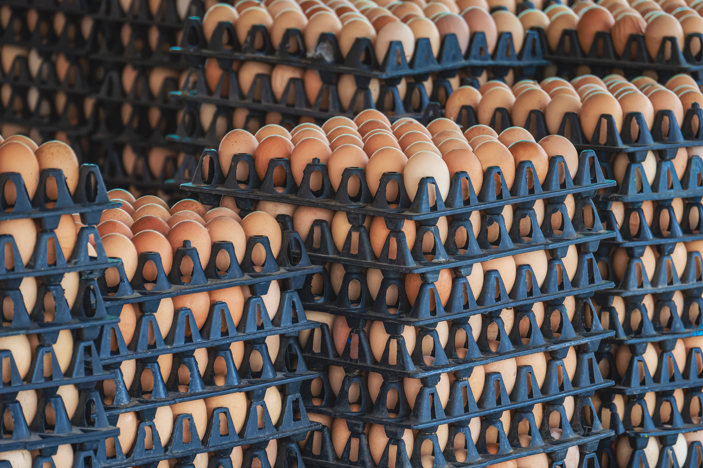 Eggs - Free Range Medium Trays