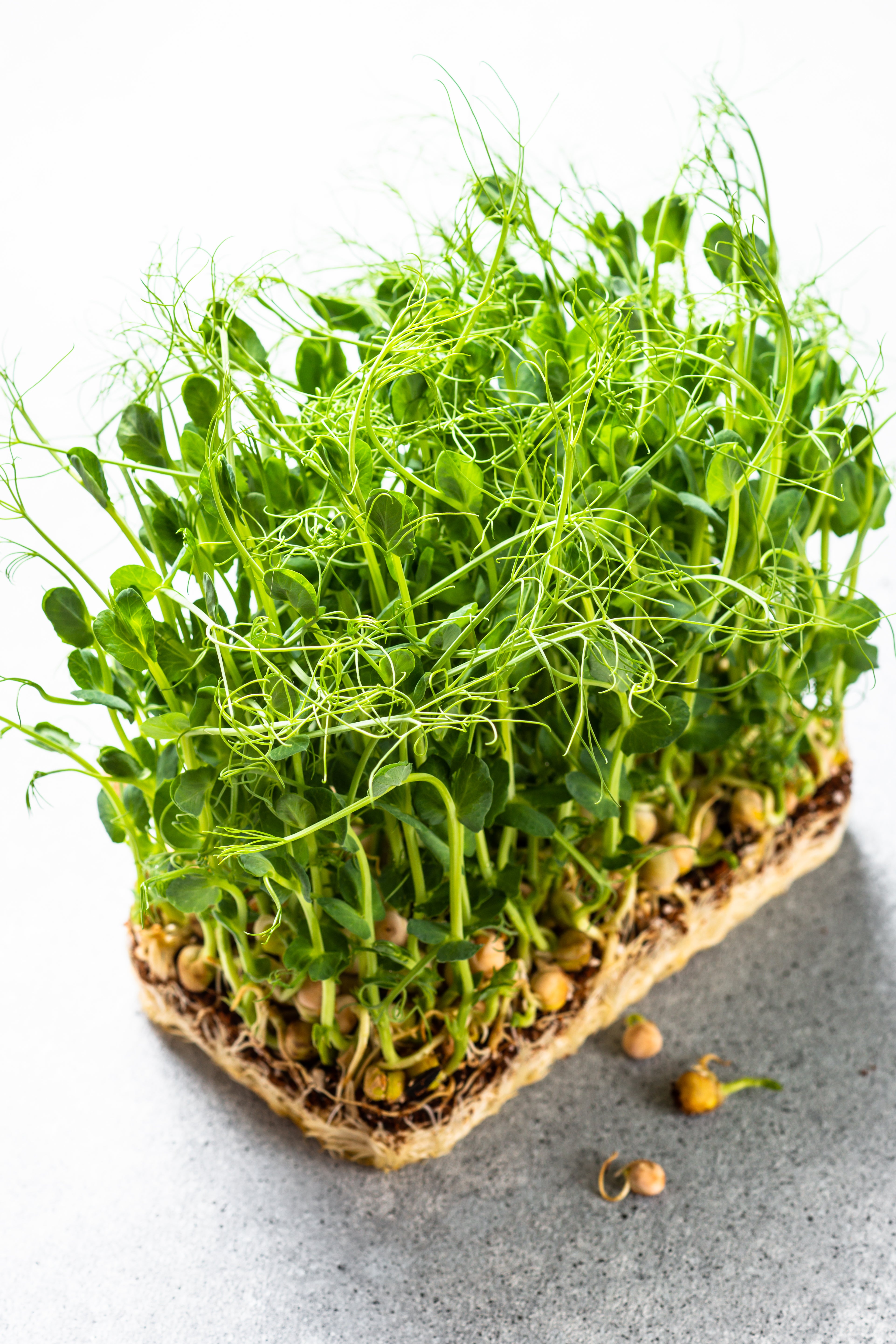 12+ Microgreen Pea Shoots Recipe Pea Shoots – Farmford & Co