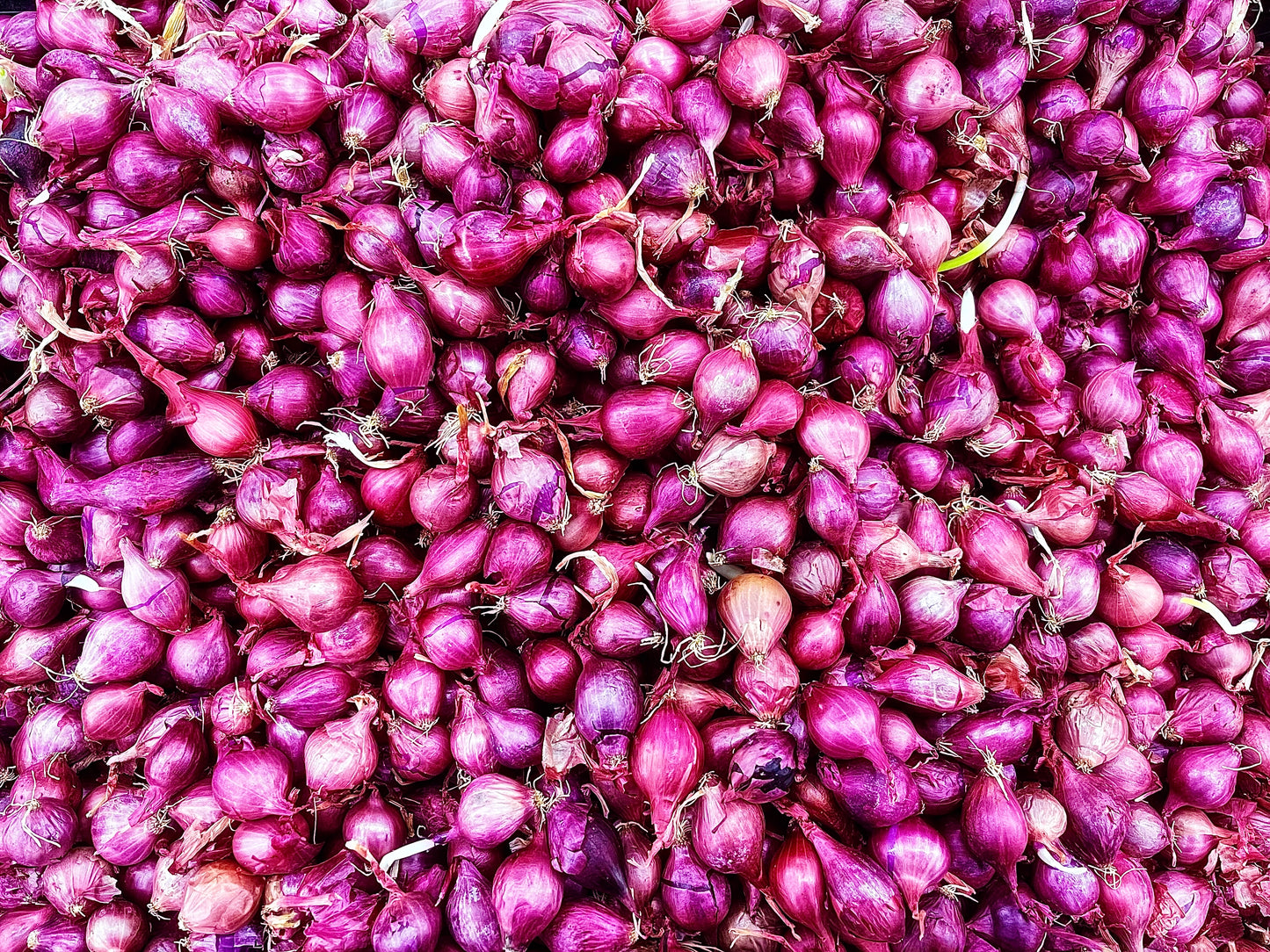 Sambar Onion