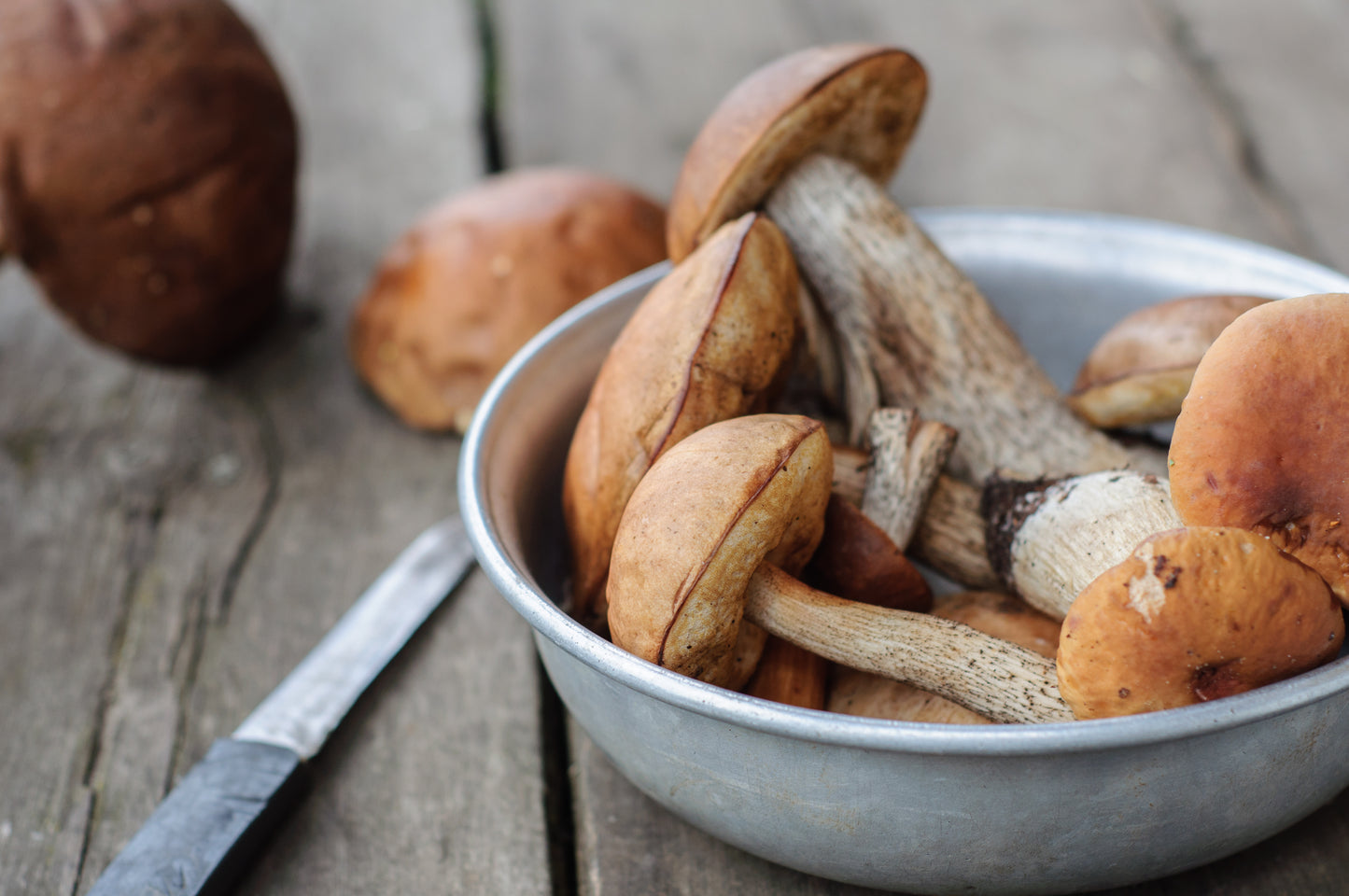 Mushroom - Cepes