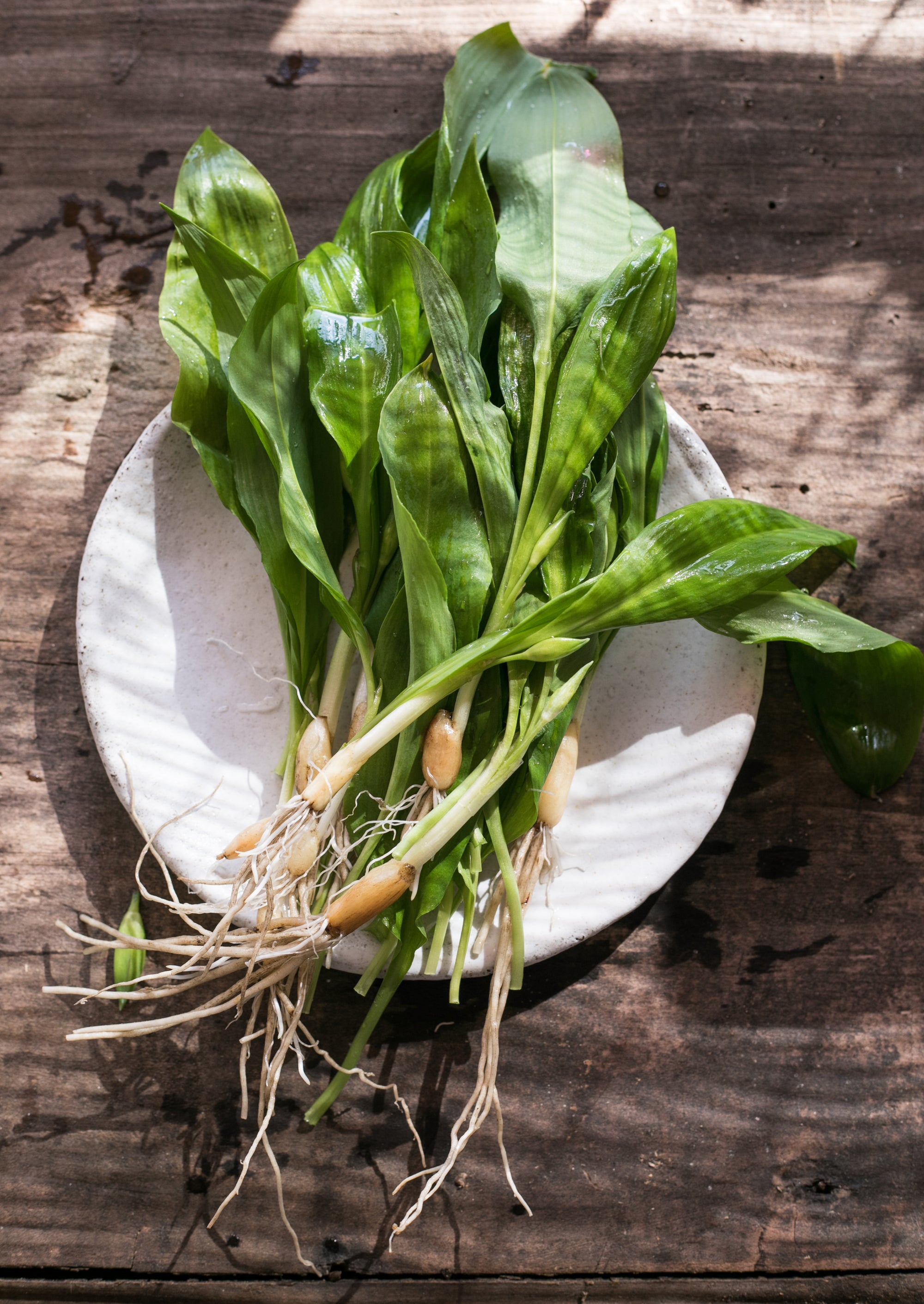 Morning Glory (Ung Choi/Kangkong)