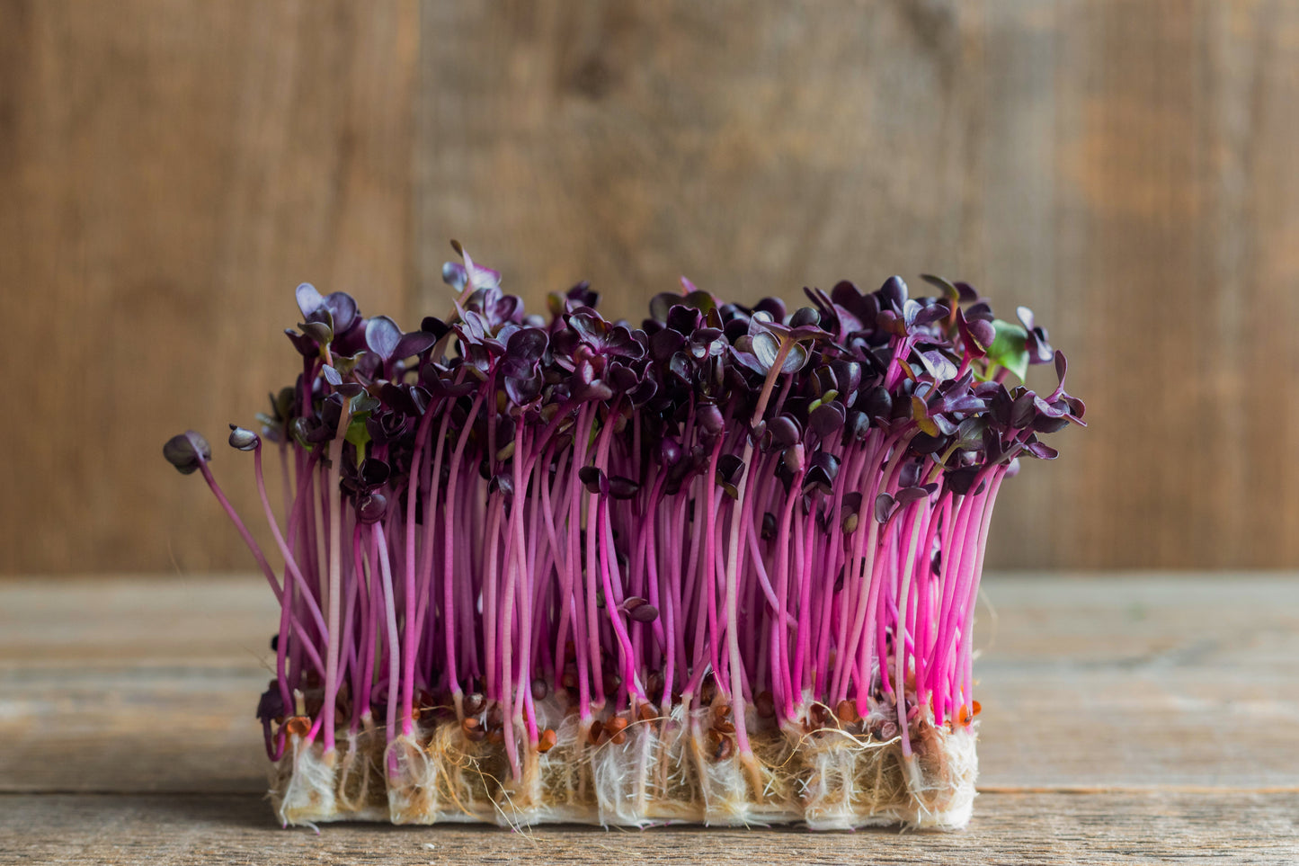 Micro Radish - Pink