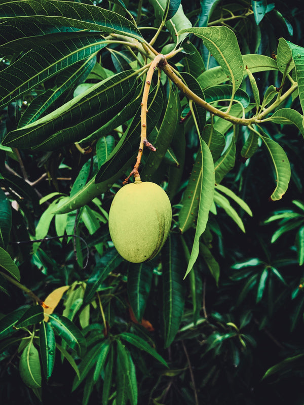 Mangoes 'Ready to Eat'