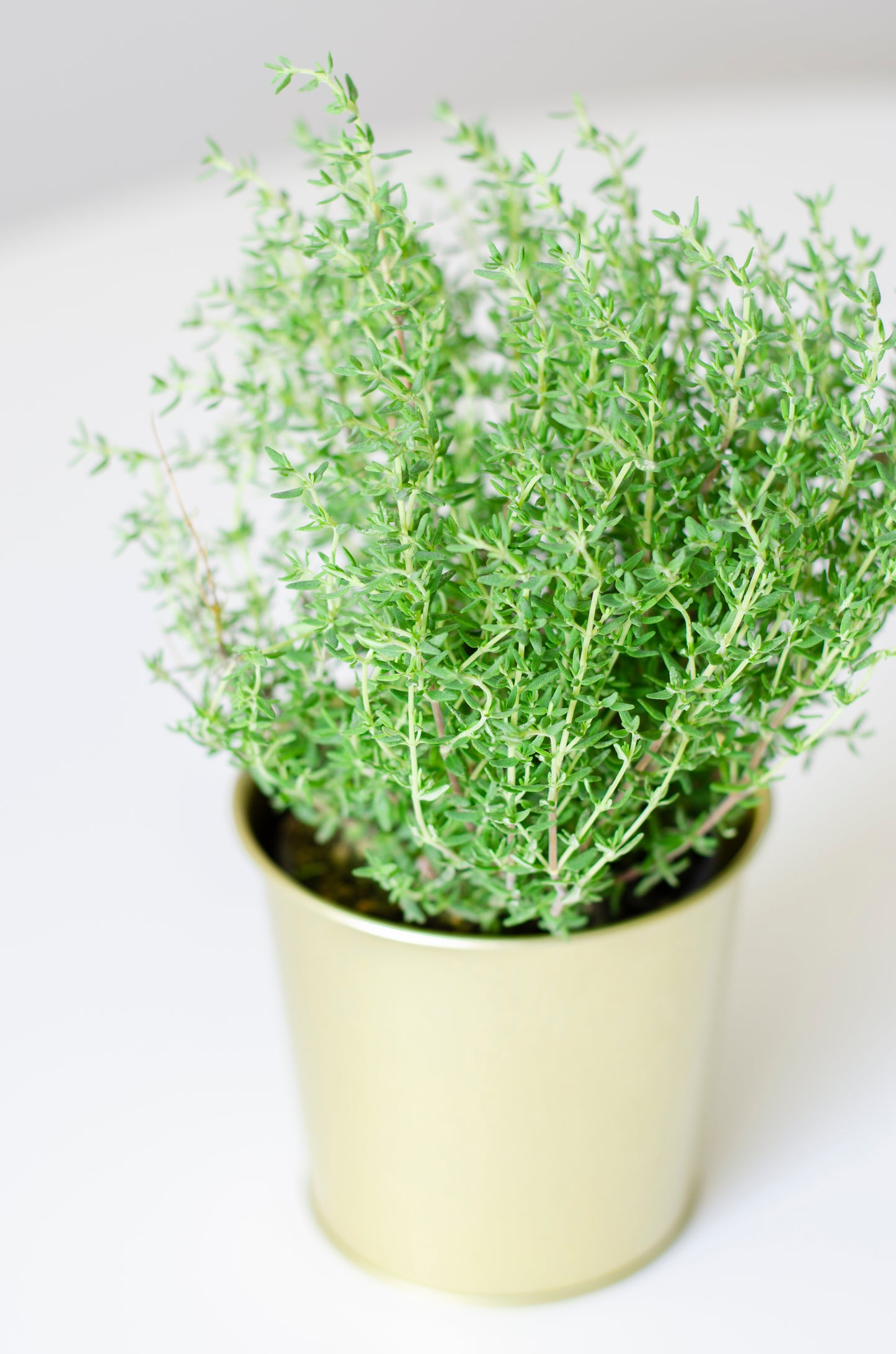 Thyme - Potted