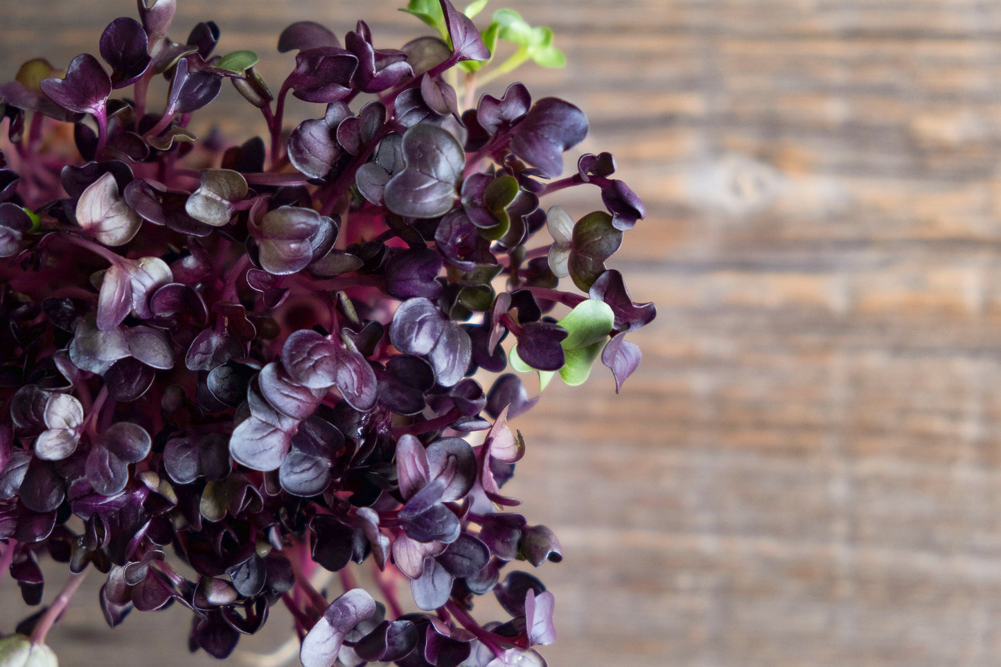 Micro Basil - Red