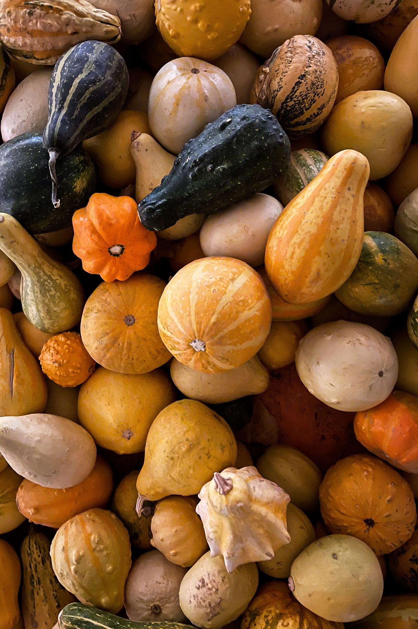 Pumpkin - Heirloom