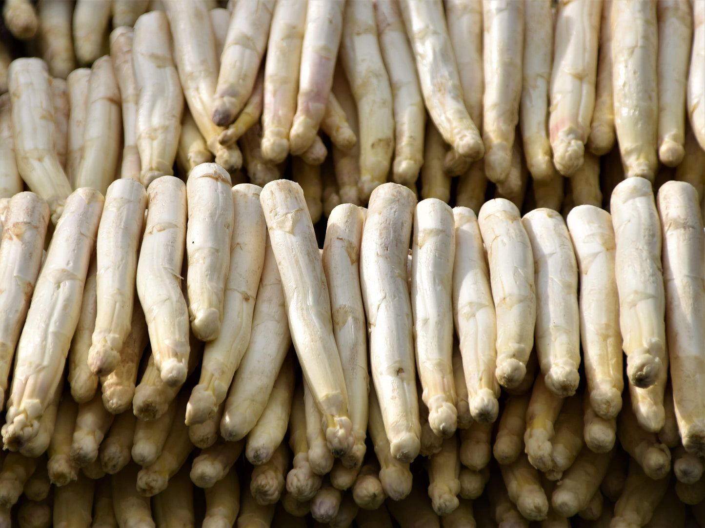Asparagus - White