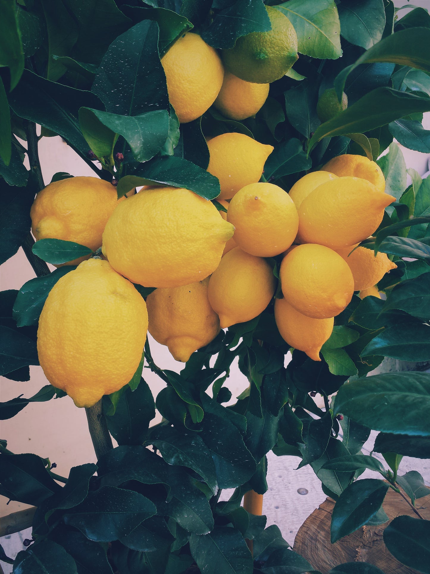 Amalfi lemons