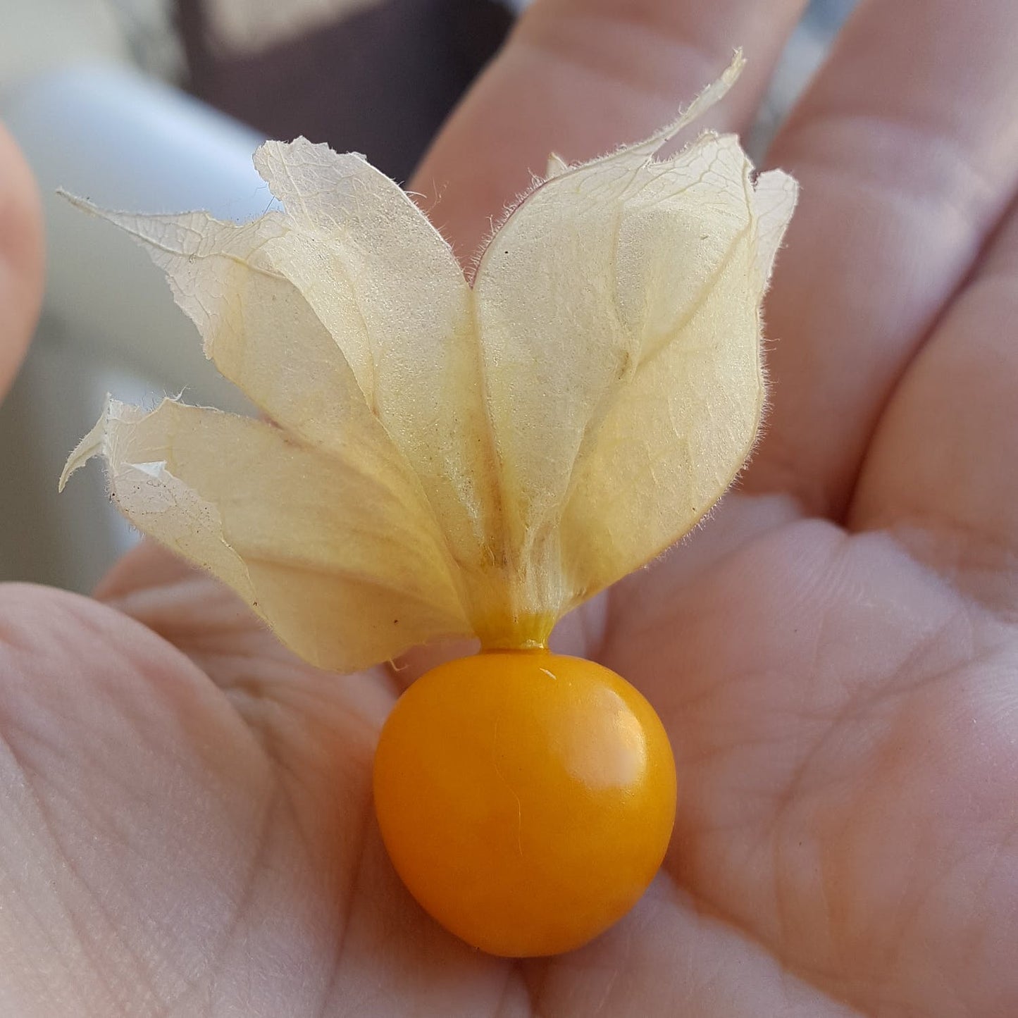 Physalis