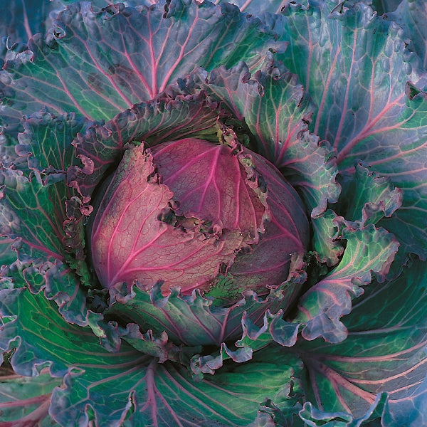 Cabbage - January King