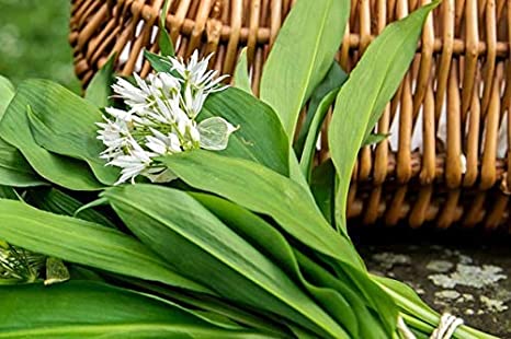 Garlic - Wild