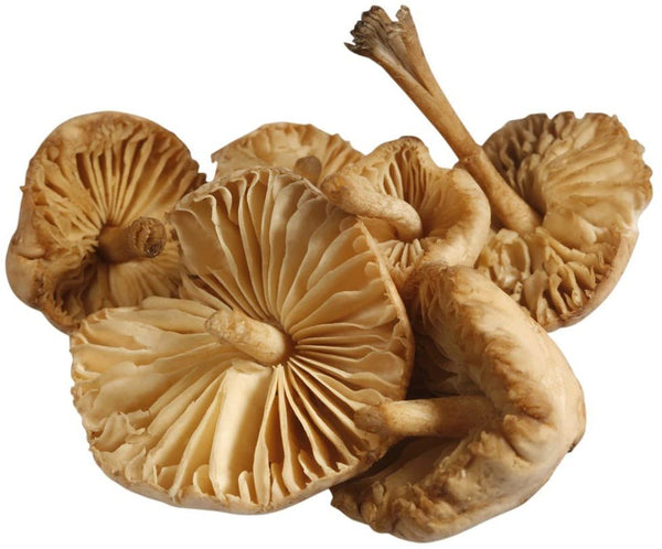 Mushrooms - Mousseron