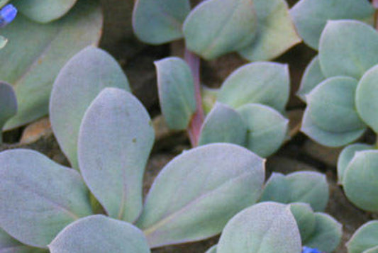 Micro Oyster Leaf