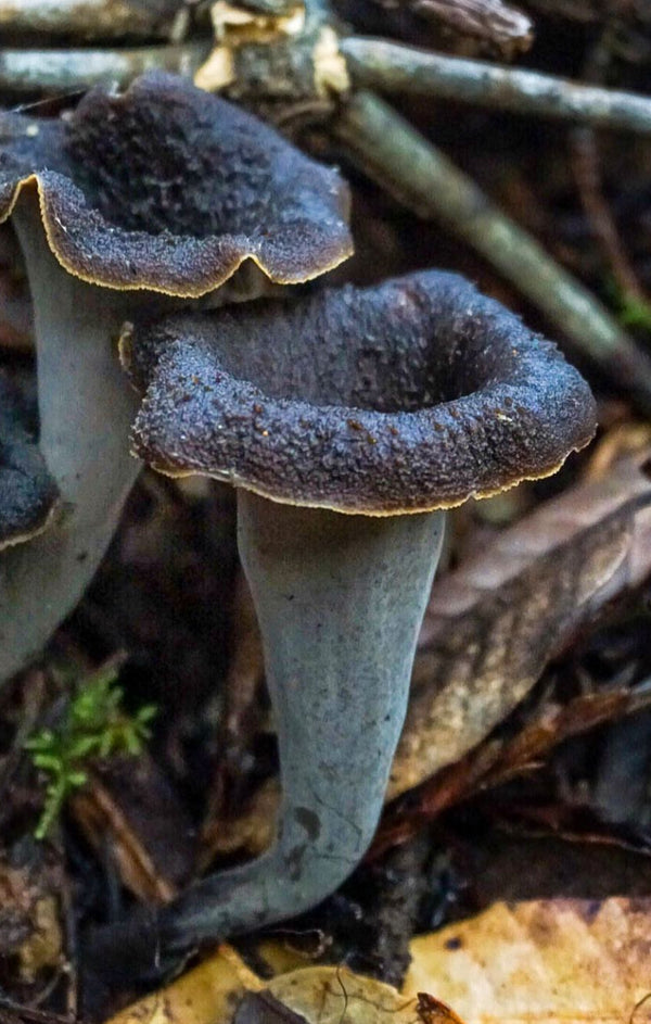 Mushrooms - Trompette Dried