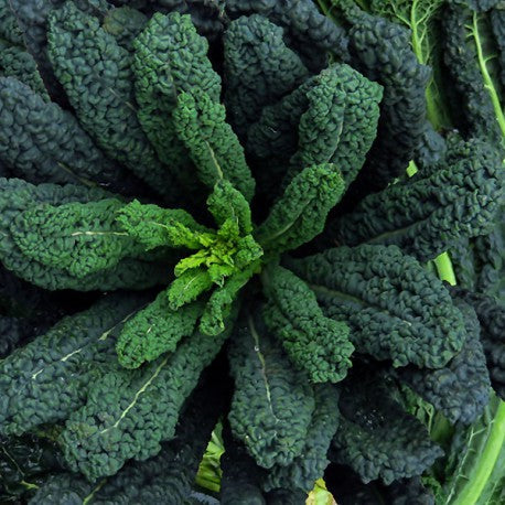 Cabbage - Black / Tuscan (Cavolo Nero)