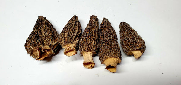 Dried Mushrooms - Morels