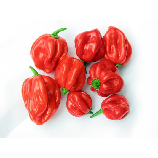 Chillies - Scotch Bonnet