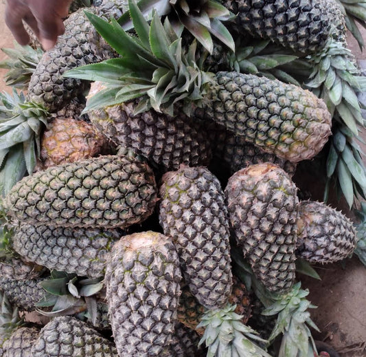 Pineapple Bottlenose or Sugarloaf