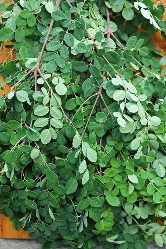 Indian Drumstick Leaves/Moringa