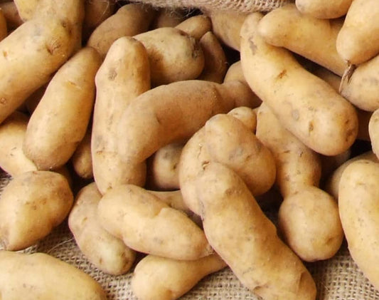 Potatoes - La Ratte