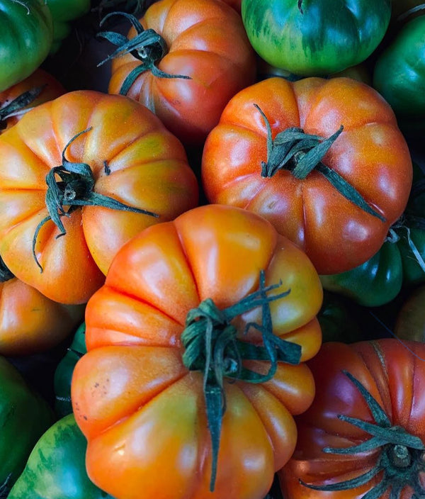 Tomatoes - Marinda