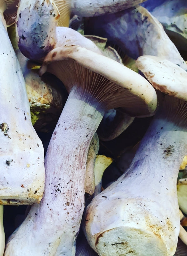 Mushrooms - Pied Bleu